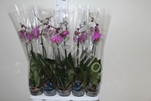 Фаленопсис Phalaenopsis Hibride 1-Tak cites