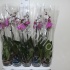 Фаленопсис Phalaenopsis Hibride 1-Tak cites Фаленопсис Phalaenopsis Hibride 1-Tak cites