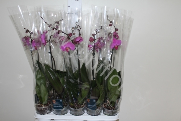 Фаленопсис Phalaenopsis Hibride 1-Tak cites Фаленопсис Phalaenopsis Hibride 1-Tak cites