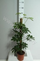 Шеффлера Schefflera Compacta Mospool