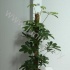 Шеффлера Schefflera Compacta Mospool Шеффлера Schefflera Compacta Mospool