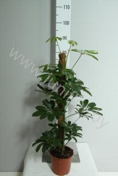 Шеффлера Schefflera Compacta Mospool