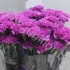 Гвоздика Moonlite Гвоздика Moonlite