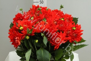 Георгин Dahlia Karma Iren