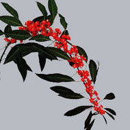 Эуфорбия Euphorbia Fu Adriana