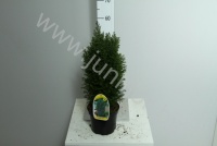 Кипарис Chamaecyparis Ellwoodii