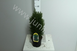 Кипарис Chamaecyparis Ellwoodii