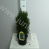 Кипарис Chamaecyparis Ellwoodii Кипарис Chamaecyparis Ellwoodii