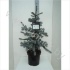 Ель Picea Erich Frahm Ель Picea Erich Frahm