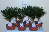 Драцена Dracaena Comp Needle Rechte Stam