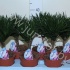 Драцена Dracaena Comp Needle Rechte Stam Драцена Dracaena Comp Needle Rechte Stam