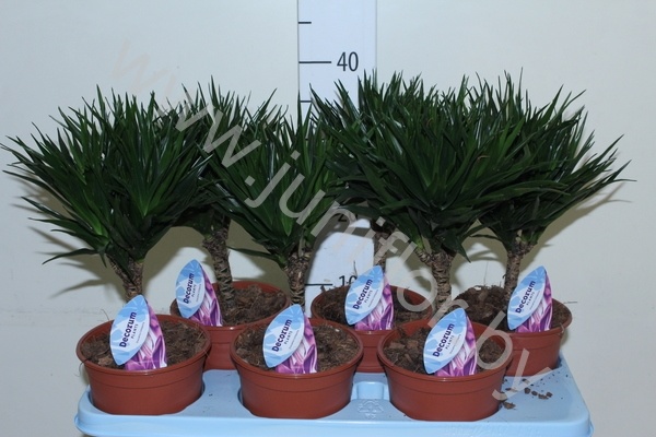 Драцена Dracaena Comp Needle Rechte Stam