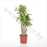 Драцена Dracaena Fr. Massangeana Vertakt