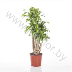 Драцена Dracaena Fr. Massangeana Vertakt