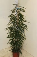 Фикус Ficus Alii