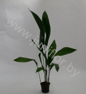 Аспидистра Aspidistra Elatior