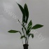 Аспидистра Aspidistra Elatior Аспидистра Aspidistra Elatior