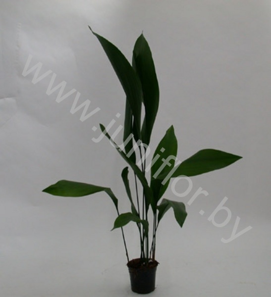 Аспидистра Aspidistra Elatior