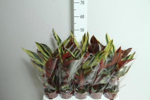 Строманта Stromanthe Stromanthe Horticolour