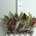 Строманта Stromanthe Stromanthe Horticolour Строманта Stromanthe Stromanthe Horticolour