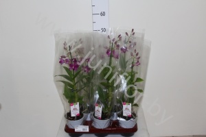 Дендробиум Dendrobium Purple Happiness
