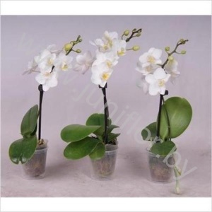 Фаленопсис Phalaenopsis Hybride 1 tak cites
