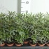 Шеффлера Schefflera Elegantissima Bianca Шеффлера Schefflera Elegantissima Bianca