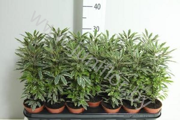 Шеффлера Schefflera Elegantissima Bianca
