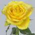 Upper_Gold.jpg Роза Upper Gold