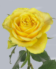 Роза Upper Gold
