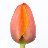 Ad_Rem.jpg Тюльпан Ad Rem