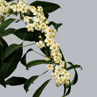 Эуфорбия Euphorbia fu Quick Silver