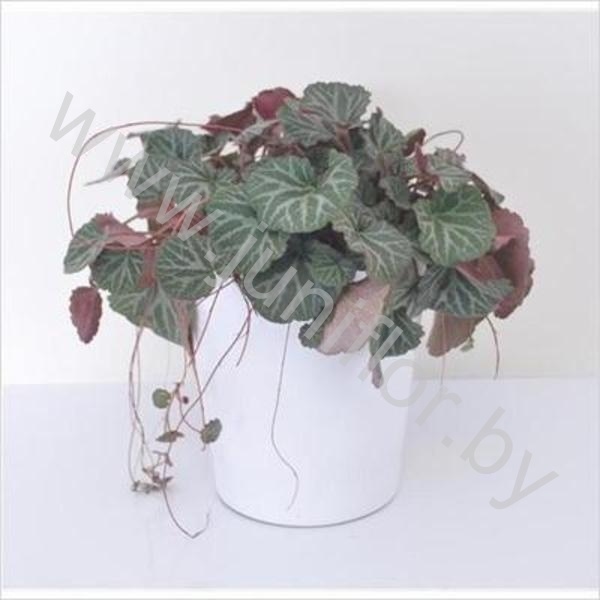 Камнеломка In Riga Keramiek