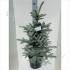 Ель Picea Fat Albert Ель Picea Fat Albert