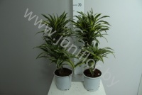 Драцена Dracaena Comp Surprise 30-10