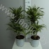 Драцена Dracaena Comp Surprise 30-10 Драцена Dracaena Comp Surprise 30-10