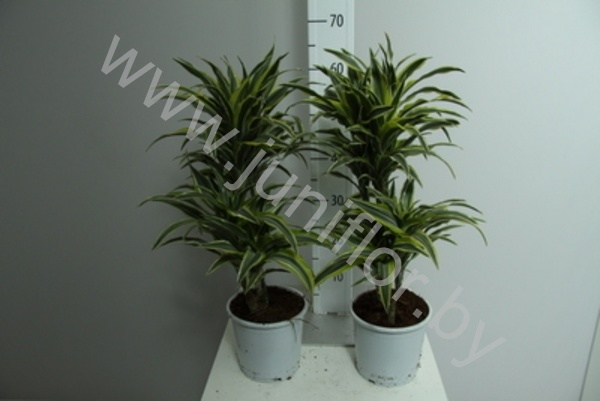 Драцена Dracaena Comp Surprise 30-10
