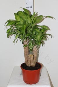 Драцена Dracaena Fr. Massangeana Vertakt
