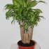 Драцена Dracaena Fr. Massangeana Vertakt Драцена Dracaena Fr. Massangeana Vertakt