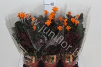 Калатея Calathea Cr. Crocata