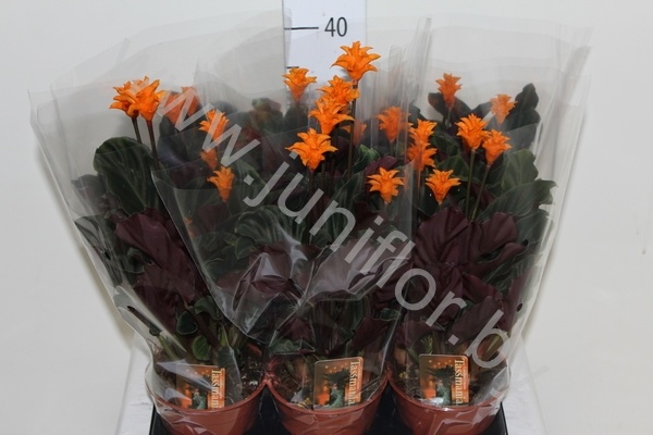 Калатея Calathea Cr. Crocata