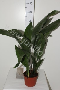 Аспидистра Aspidistra Elatior