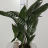 Аспидистра Aspidistra Elatior Аспидистра Aspidistra Elatior