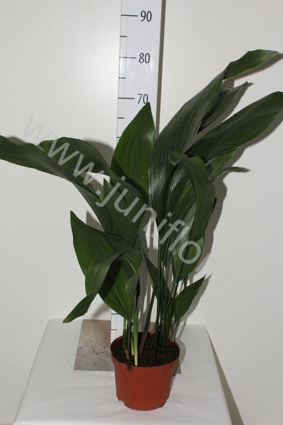 Аспидистра Aspidistra Elatior Аспидистра Aspidistra Elatior