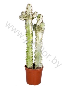 Эуфорбия Euphorbia cites Erytrea Variegata