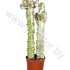 Эуфорбия Euphorbia cites Erytrea Variegata Эуфорбия Euphorbia cites Erytrea Variegata