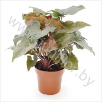 Сингониум Syngonium Brocante