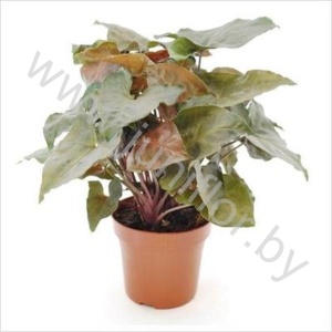 Сингониум Syngonium Brocante