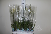 Онцидиум Oncidium cites