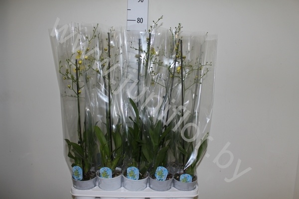 Онцидиум Oncidium cites